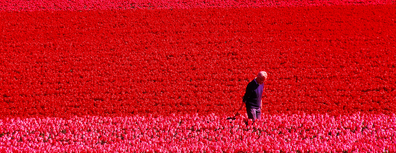 Man walking through field of flowers